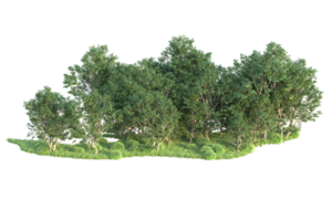 Tropical forest isolated on transparent background. 3d rendering - illustration png