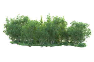 tropisch Wald isoliert auf transparent Hintergrund. 3d Rendern - - Illustration png