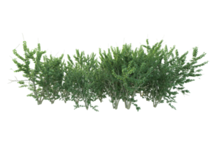 tropisch Wald isoliert auf transparent Hintergrund. 3d Rendern - - Illustration png