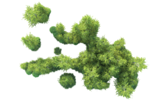 tropisch Wald isoliert auf transparent Hintergrund. 3d Rendern - - Illustration png