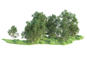 Tropical forest isolated on transparent background. 3d rendering - illustration png