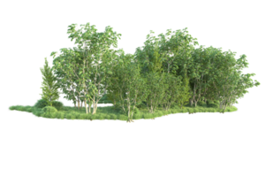 Tropical forest isolated on transparent background. 3d rendering - illustration png