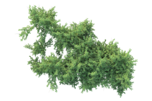 tropical bosque aislado en transparente antecedentes. 3d representación - ilustración png