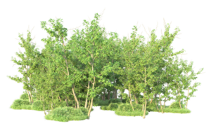 tropical bosque aislado en transparente antecedentes. 3d representación - ilustración png