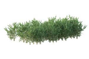 tropical bosque aislado en transparente antecedentes. 3d representación - ilustración png