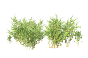 tropical bosque aislado en transparente antecedentes. 3d representación - ilustración png