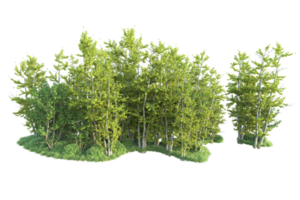 Tropical forest isolated on transparent background. 3d rendering - illustration png