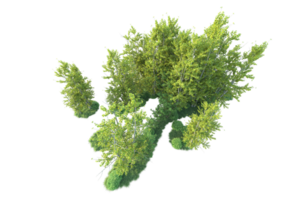 Tropical forest isolated on transparent background. 3d rendering - illustration png