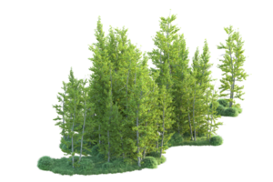 tropisch Wald isoliert auf transparent Hintergrund. 3d Rendern - - Illustration png