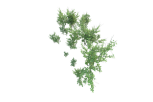 Tropical forest isolated on transparent background. 3d rendering - illustration png