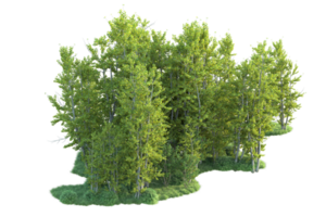 Tropical forest isolated on transparent background. 3d rendering - illustration png