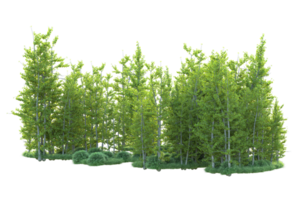 tropisch Wald isoliert auf transparent Hintergrund. 3d Rendern - - Illustration png