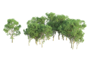 Tropical forest isolated on transparent background. 3d rendering - illustration png