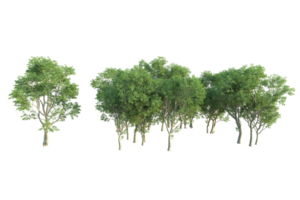 Tropical forest isolated on transparent background. 3d rendering - illustration png