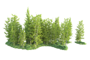 tropisch Wald isoliert auf transparent Hintergrund. 3d Rendern - - Illustration png