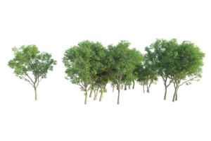 Tropical forest isolated on transparent background. 3d rendering - illustration png