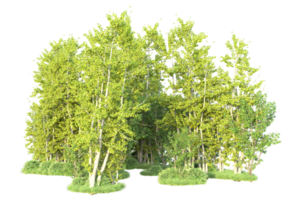 tropisch Wald isoliert auf transparent Hintergrund. 3d Rendern - - Illustration png