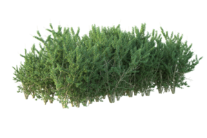 Tropical forest isolated on transparent background. 3d rendering - illustration png