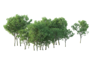 Tropical forest isolated on transparent background. 3d rendering - illustration png