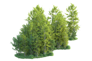 tropisk skog isolerat på transparent bakgrund. 3d tolkning - illustration png