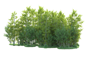 tropisch Wald isoliert auf transparent Hintergrund. 3d Rendern - - Illustration png