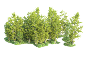 Tropical forest isolated on transparent background. 3d rendering - illustration png