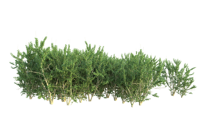 Tropical forest isolated on transparent background. 3d rendering - illustration png