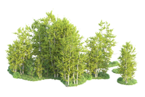 Tropical forest isolated on transparent background. 3d rendering - illustration png