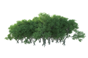 Tropical forest isolated on transparent background. 3d rendering - illustration png