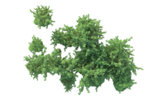 Tropical forest isolated on transparent background. 3d rendering - illustration png