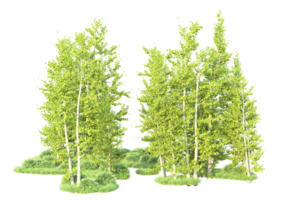 Tropical forest isolated on transparent background. 3d rendering - illustration png