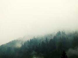 A mysterious foggy forest on a mountain with tall pine trees, Misty landscape with fir forest in vintage retro style. Selective focus, noise effect included, overexposed effect. photo