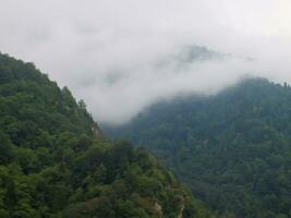 A mysterious foggy forest on a mountain with pine trees. Misty landscape with fir forest printable. photo