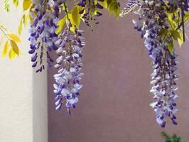 Close up of Wisteria flower on a lilac colored wall, Beautiful purple color spring flowers wisteria blooming in a garden, Selective focus. Noise and grain included. photo