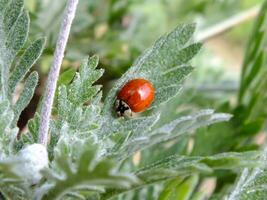 Red ladybug on a green leaf, Close up image of a ladybug with green blurred background, also called ladybird beetle, Macro insect photo. photo