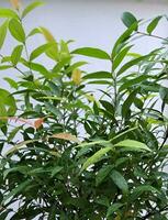 Blurry image of green leafy tree with water droplets on a white background. photo