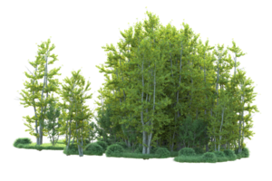 Tropical forest isolated on transparent background. 3d rendering - illustration png
