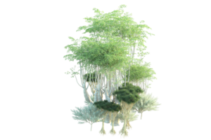 Tropical forest isolated on transparent background. 3d rendering - illustration png