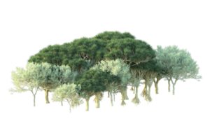 Tropical forest isolated on transparent background. 3d rendering - illustration png