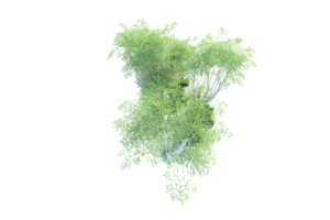 tropical forêt isolé sur transparent Contexte. 3d le rendu - illustration png