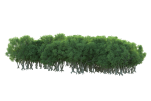 tropical forêt isolé sur transparent Contexte. 3d le rendu - illustration png