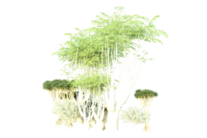 Tropical forest isolated on transparent background. 3d rendering - illustration png