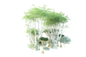 tropical forêt isolé sur transparent Contexte. 3d le rendu - illustration png