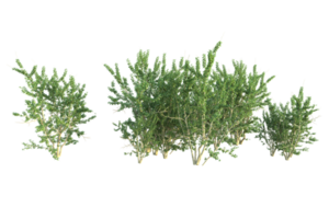 tropical bosque aislado en transparente antecedentes. 3d representación - ilustración png