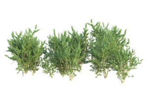 Tropical forest isolated on transparent background. 3d rendering - illustration png