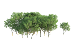 Tropical forest isolated on transparent background. 3d rendering - illustration png