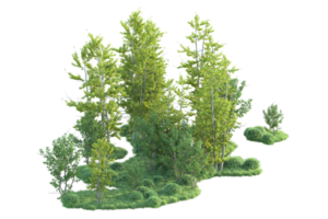 Tropical forest isolated on transparent background. 3d rendering - illustration png