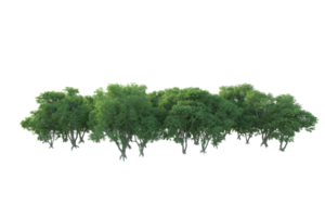 Tropical forest isolated on transparent background. 3d rendering - illustration png