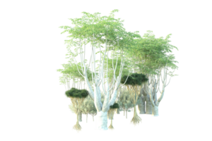 tropical forêt isolé sur transparent Contexte. 3d le rendu - illustration png