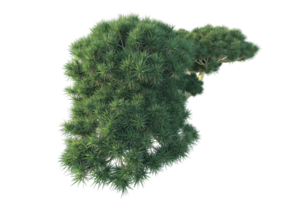 tropical forêt isolé sur transparent Contexte. 3d le rendu - illustration png